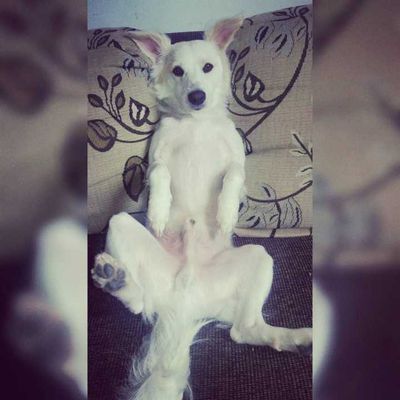 Veja alguns dos cães e gatos que já estão participando do #MostreABarriguinha!