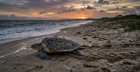 As praias de Cabo Verde parecem estar repletas de tartarugas como nunca antes, mas um estudo de 17 anos revela o lado preocupante desse fenômeno: embora cheguem mais cedo, põem menos ovos, nidificam com menos frequência e demoram até o dobro do tempo para retornar