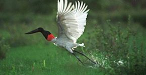 Pantanal é eleito um dos melhores destinos de vida selvagem no mundo