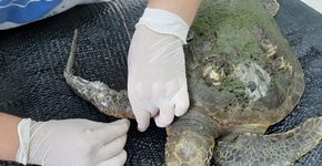 Tartaruga tem nadadeira amputada após se enroscar em linha de pesca