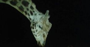 Em Curitiba: crianças fazem pernoite no zoológico e aprendem a respeitar a fauna