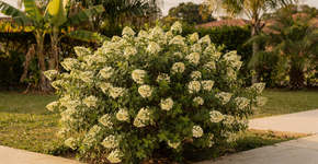 A hortênsia já não é a favorita, um novo arbusto vistoso está conquistando os jardins