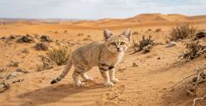 Uma espécie de gato late como um cachorro. Onde vive o “Felis margarita”?