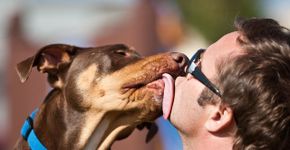 Cientistas acreditam que receber beijo de cão pode trazer benefícios à saúde do dono