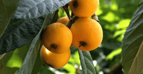 Conheça a fruta que pode revolucionar a saúde do seu fígado