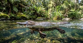 Animais que os cientistas não conseguem explicar completamente: o ornitorrinco