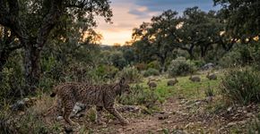 A contradição do lince ibérico: onde ele é solto cresce a quantidade de coelhos e agora entendemos o motivo