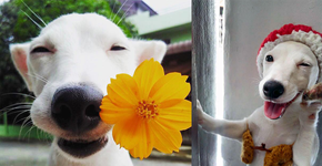 Cão fotogênico posa com diferentes objetos
