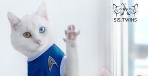 Conheça os gatos gêmeos mais bonitos do mundo