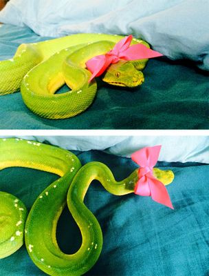 Internautas publicam fotos de cobras usando chapéu (Reprodução/Bored Panda)