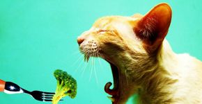 Sábado tem Bazar Vegano em Boa Vista