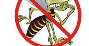 Blog sobre dengue reúne informações sobre a doença e mais