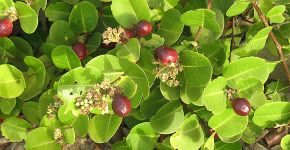 Fruto amazônico tem efeito anti-inflamatório contra câncer