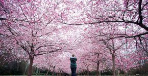Festival de Sakura