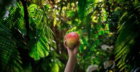 Foto: (iStock/ nemke)