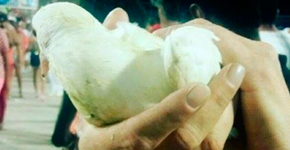 Acadêmicos do Salgueiro mata 48 animais em ensaio técnico na Sapucaí