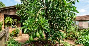 O que seu pé de abacate precisa em abril para prosperar e produzir frutos grandes e cremosos
