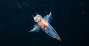 Este animal parece uma pequena lesma com asas, mas abre tentáculos na cabeça para arrancar outros caracóis de dentro da concha