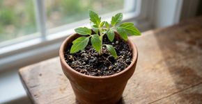 Trocar uma planta pequena para um vaso muito maior de uma só vez pode parecer uma forma de acelerar o crescimento, mas o excesso de substrato permanece úmido por mais tempo: especialistas britânicos alertam para o risco de apodrecimento das raízes