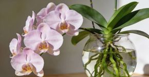 Como regar uma orquídea corretamente: especialistas apontam os três melhores métodos.