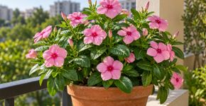 A planta resistente que floresce por meses e pode ser cultivada até em varandas pequenas