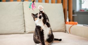 Foto: (Alexander Shelegov/istock)