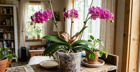 Para a orquídea dura anos: na Tailândia o macete não é o sol, mas nunca regar o miolo das folhas para não apodrecer