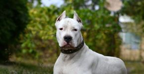 6 raças de cachorro grandes e brancas 