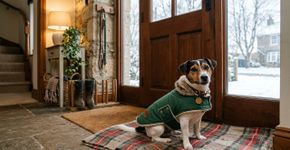 Casacos para cães: sim ou não? As recomendações dos veterinários para protegê-los do frio