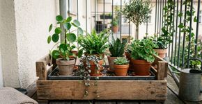 Como reaproveitar uma caixa de feira e criar um cantinho organizado para as plantas