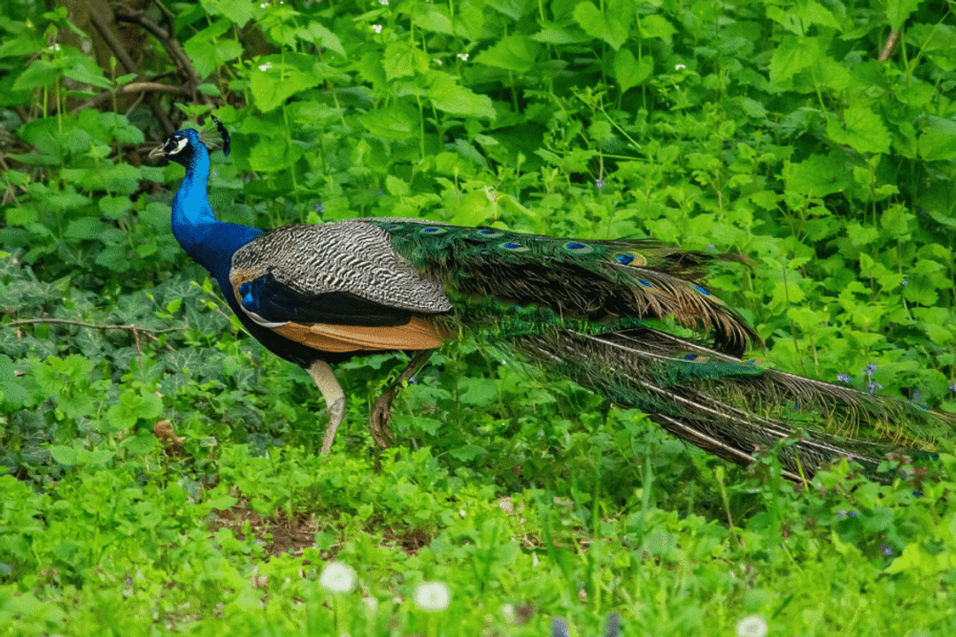 Embora geralmente prefira caminhar ou correr durante boa parte de seus deslocamentos, o pavão consegue voar (Imagem: Vladislav Gajic | Shutterstock)