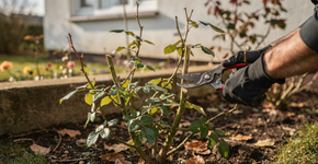3 plantas que devem ser podadas em janeiro para florescer bem