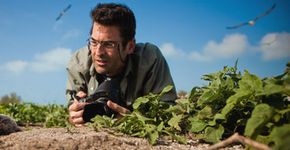 Atol Midway: um desastre ambiental documentado