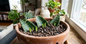 Qual o propósito de enterrar um pedaço de espada-de-são-jorge ou uma folha de sansevieria, e por que recomendam fazê-lo?