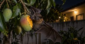 Família começa a encontrar frutas mordidas no quintal todas as manhãs, acusa os passarinhos por semanas e descobre que o visitante só aparecia depois que todos apagavam as luzes