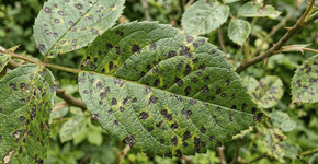 Vi pontinhos pretos nas folhas da minha planta e o que significava me deixou em choque