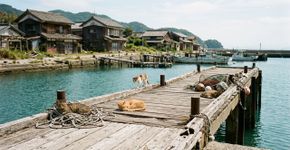 Aoshima, a ilha dos gatos no Japão, está desaparecendo silenciosamente: hoje restam apenas 40 animais