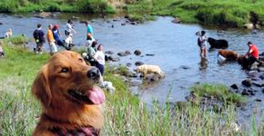 Cidade do interior de São Paulo terá trekking para cachorros