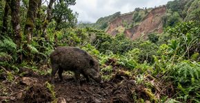 Porcos ferais do Havaí ameaçam ecossistemas das ilhas, mas santuário cria solução diferente para resgatar e cuidar dos animais