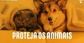 Abril Laranja e a URGÊNCIA na proteção dos animais