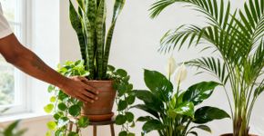7 plantas produtoras de oxigênio ideais para plantar na sua casa