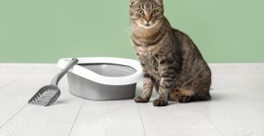 5 motivos para investir na areia de mandioca para gatos 