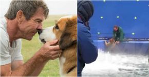 Câmera flagra maus-tratos a um cão durante gravações de ‘4 Vidas’
