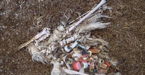Documentário mostra aves que morrem por comer lixo do mar