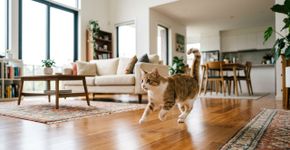 Três sinais que um gato demonstra quando está “se divertindo muito”, juntamente com maneiras de fazer seu amado gato feliz