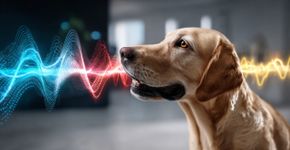 O que seu cão ouve quando você fala com ele