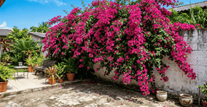 A trepadeira que cresce super rápido, cobre qualquer muro feio e tem flores que colorem o jardim inteiro