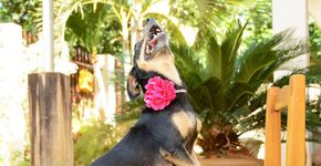 Inspirada em fotos de gestantes, fotógrafa faz ensaio de cadela grávida