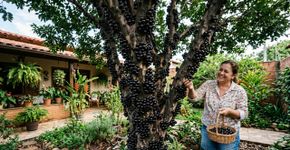 Como fazer sua jabuticabeira dar frutos em até 90 dias