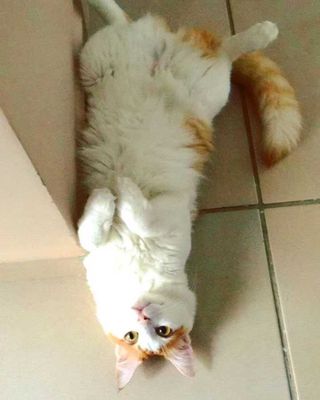 Veja alguns dos cães e gatos que já estão participando do #MostreABarriguinha!